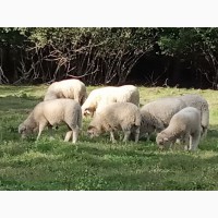Продам баранов, овец, ягнят породы куйбышевская