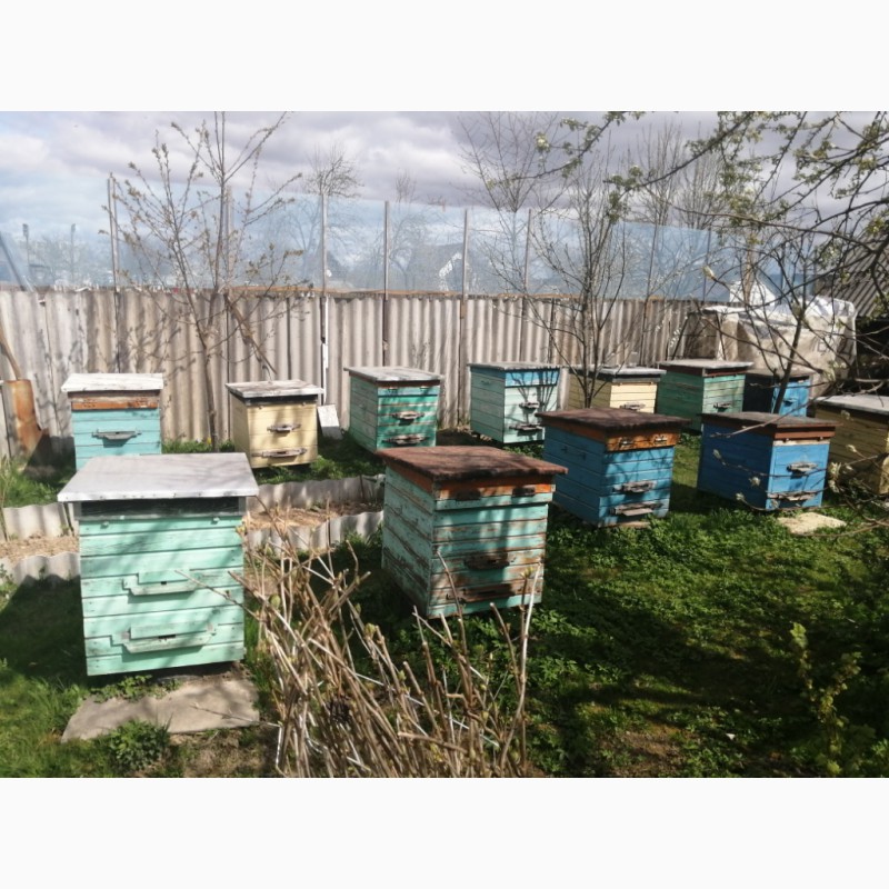Пчелиные семьи, ульи — APK-Belarus