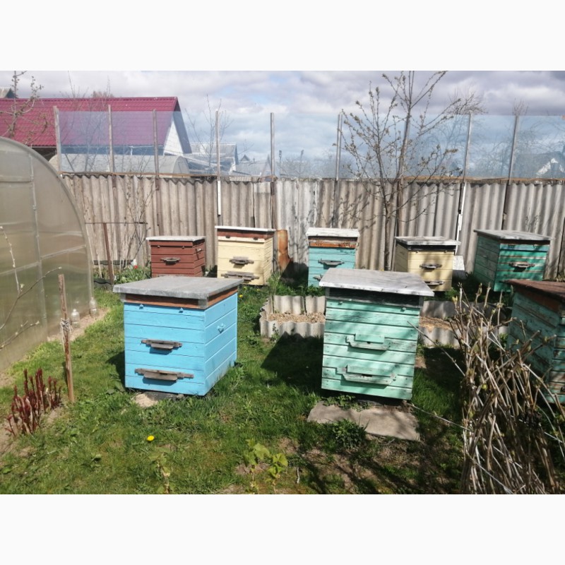 Фото 2. Пчелиные семьи, ульи