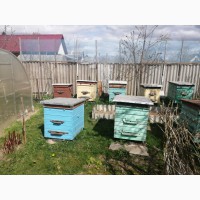Пчелиные семьи, ульи