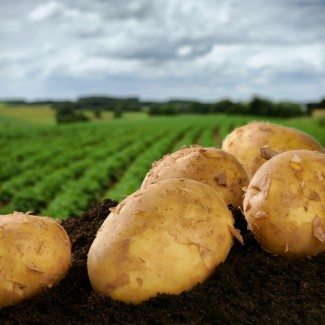 Картофель свежий Экспорт / Fresh potatoes Eksport