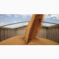 Закупаем фуражное зерно (пшеница, тритикале)