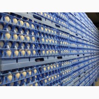 Яйцо инкубационное РОСС 308, от производителя в Литве