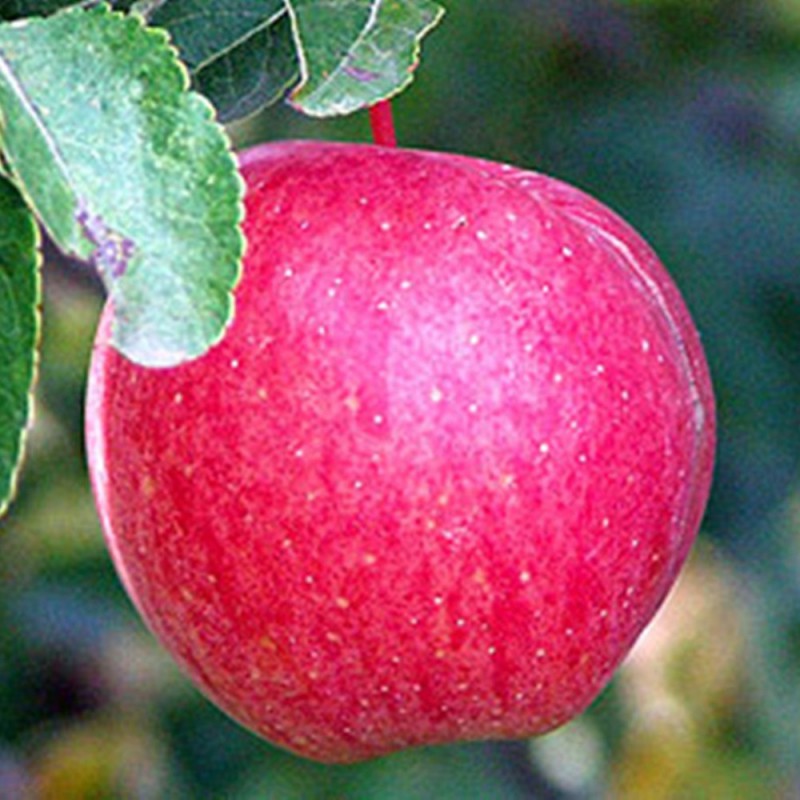 Фото 3. Яблоки от производителя, сорта лигол, алеся, хани - крисп, глостер