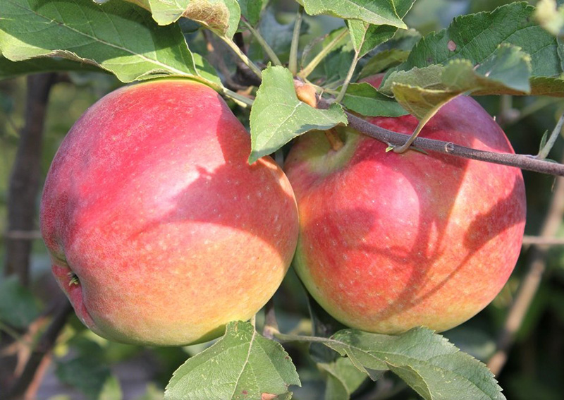 Фото 4. Яблоки от производителя, сорта лигол, алеся, хани - крисп, глостер