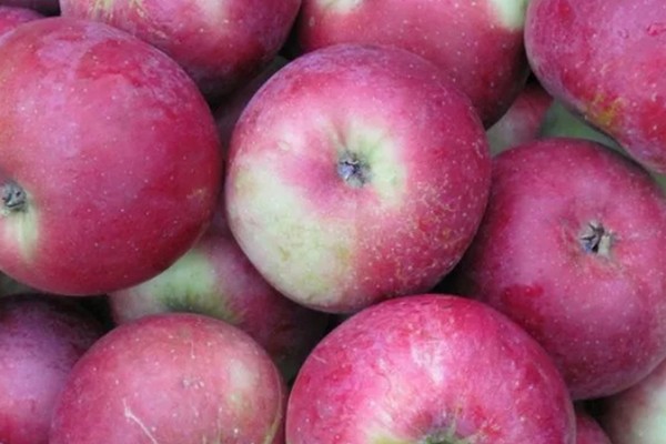 Фото 5. Яблоки от производителя, сорта лигол, алеся, хани - крисп, глостер