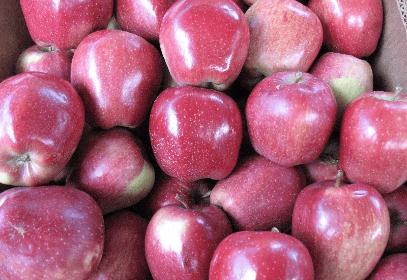 Фото 6. Яблоки от производителя, сорта лигол, алеся, хани - крисп, глостер