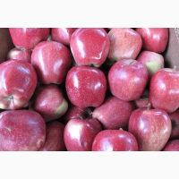 Яблоки от производителя, сорта лигол, алеся, хани - крисп, глостер