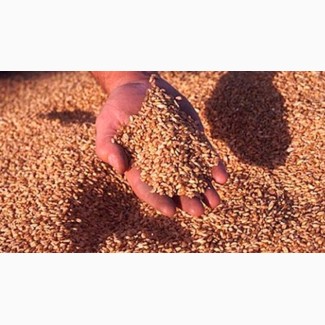 Закупаем оптом фуражное зерно