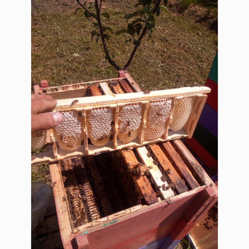 Фото 4. Продаются пчелиные семьи бакфаст