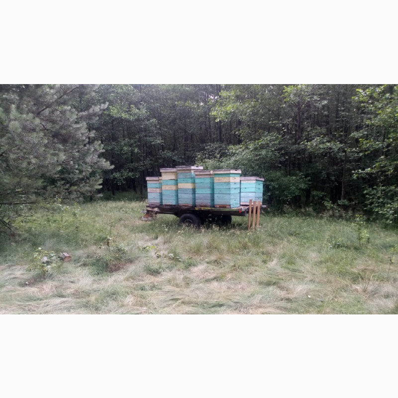 Фото 6. Мёд лесной и клеверный со своей пасеки