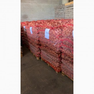 Картофель из Бельгии, урожай 2019, качество супер