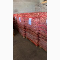 Картофель из Бельгии, урожай 2019, качество супер