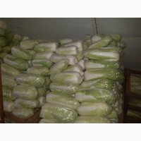 Фото 7. Продам пекинскую капусту от производителя. С Украины