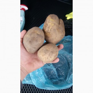 Продам картофель сортовой