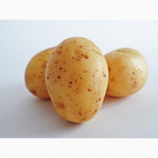 Мелкий картофель оптом