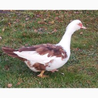 Мускусная утка коричнево-белого окраса
