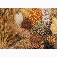 Продажа зерна фуражного и продовольственного