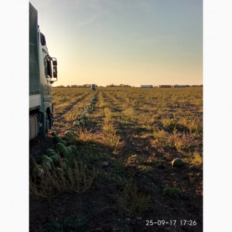 Арбуз урожай 2019 сочный, сладкий, красный, с доставкой из России