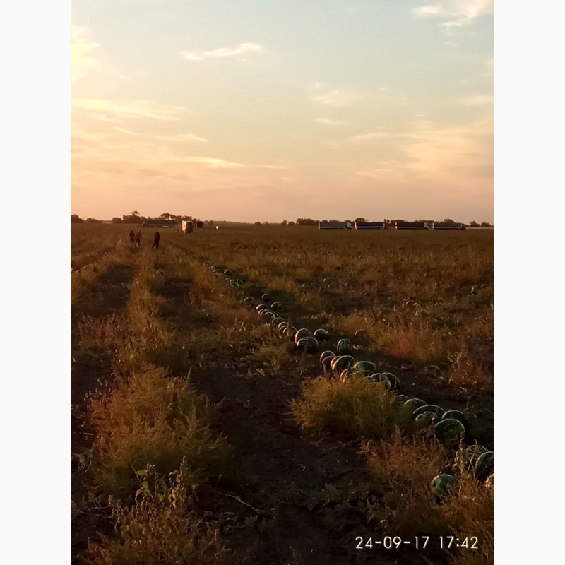 Фото 3. Арбуз урожай 2019 сочный, сладкий, красный, с доставкой из России