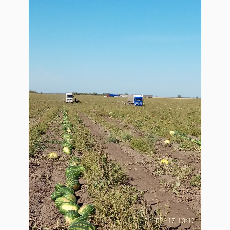 Фото 5. Арбуз урожай 2019 сочный, сладкий, красный, с доставкой из России