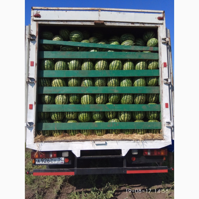 Фото 7. Арбуз урожай 2019 сочный, сладкий, красный, с доставкой из России
