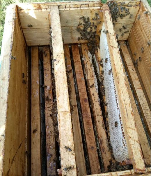 Фото 6. Лесной мёд с семейной пасеки
