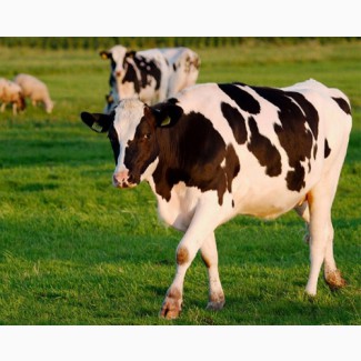 Куплю коров, быков живым и убойным весом
