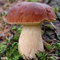 Продам грибы белые