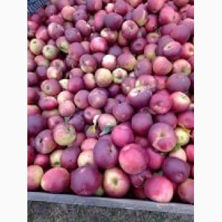 Продам яблоки Заславское, Белорусское сладкое, Память Сюбаровой-мелкий опт