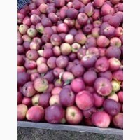 Продам яблоки Заславское, Белорусское сладкое, Память Сюбаровой-мелкий опт