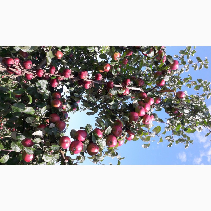 Фото 7. Фермерское хозяйство (яблоневый сад) в Столбцовском районе