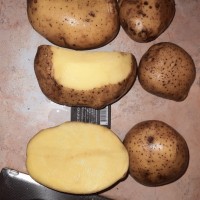 Картофель 5- 10 см