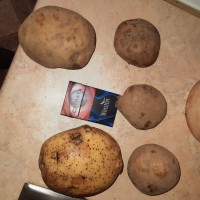 Картофель 5- 10 см