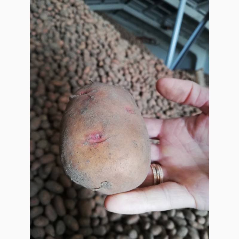 Фото 5. Оптовая продажа картофеля