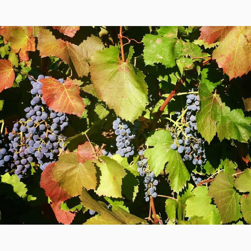 Фото 4. Продам оптом виноград СТОЛОВЫХ сортов с собственных виноградников, Одесса