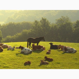 Купим быков, коров, лошадей живым и убойным весом у населения и организаций