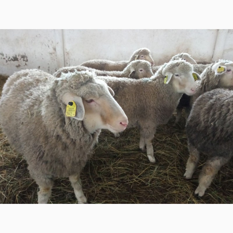 Фото 2. Молодняк овец полутонкорунных пород