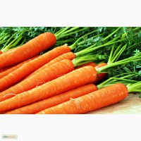 Продам морковь оптом в Беларуси