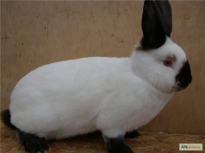 Продам кроликов калифорнийской породы