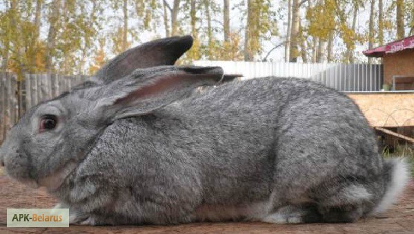 Фото 2. Продам кроликов калифорнийской породы