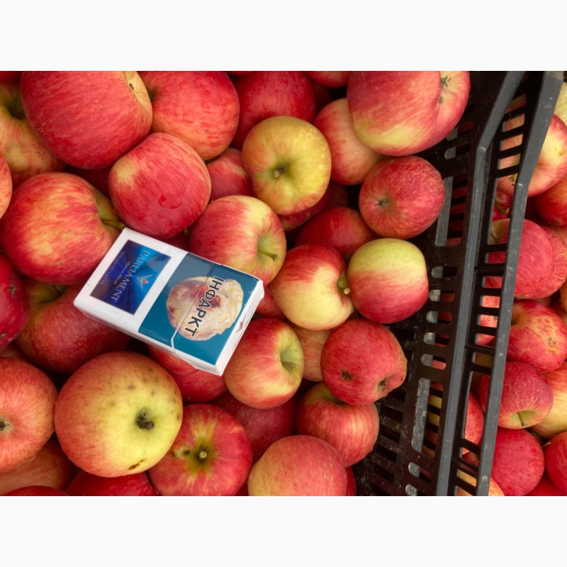 Фото 2. Продам яблоко «Хани»