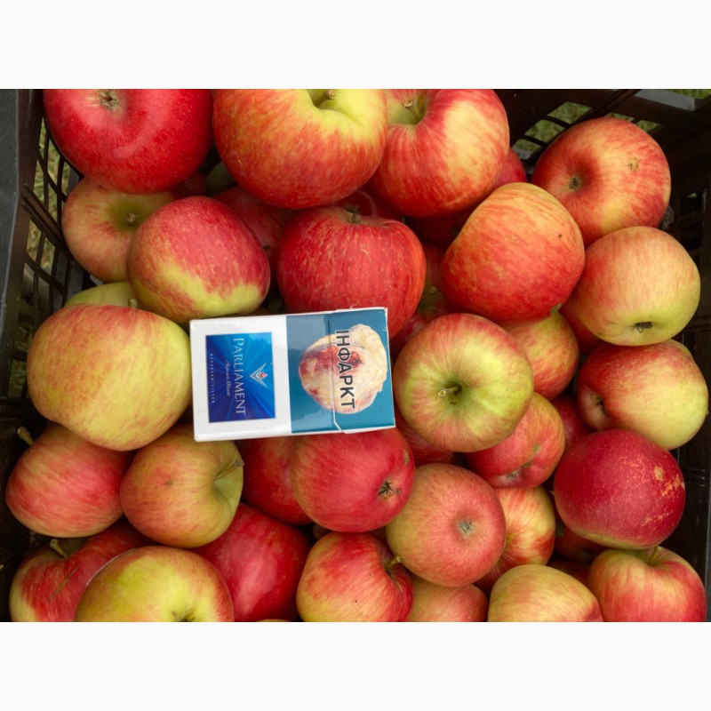 Фото 3. Продам яблоко «Хани»