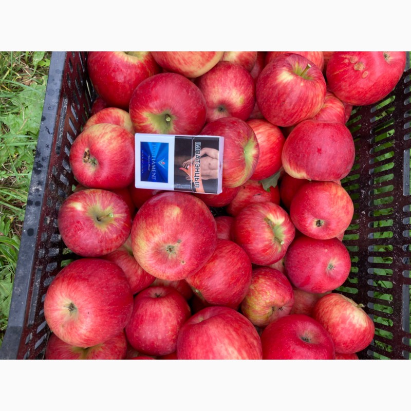 Фото 4. Продам яблоко «Хани»