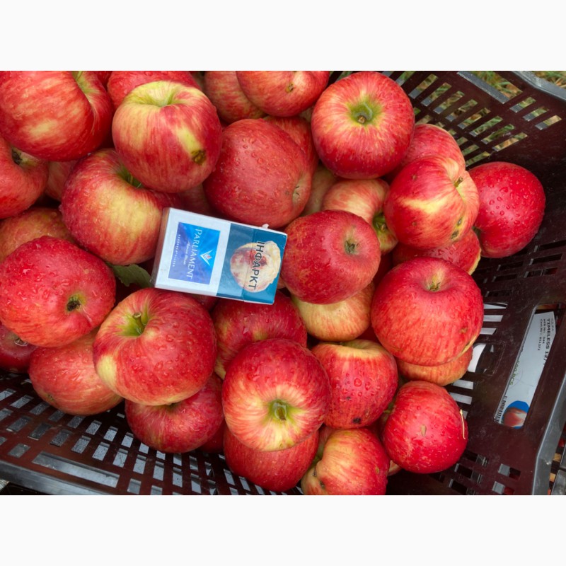 Фото 6. Продам яблоко «Хани»