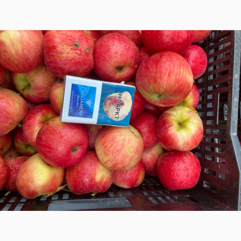 Фото 7. Продам яблоко «Хани»