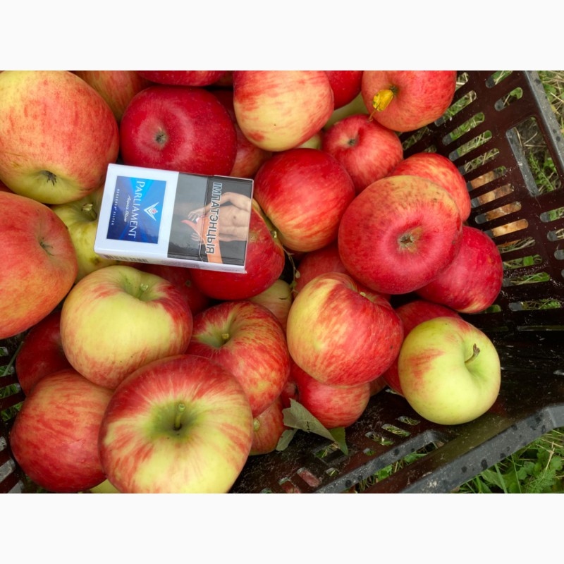 Фото 9. Продам яблоко «Хани»
