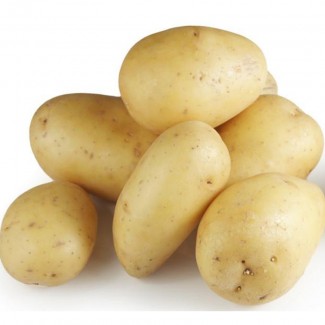 Свежий желтый картофель +4536992142