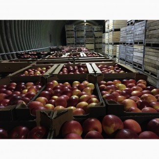 Яблоки оптом от производителя, урожай 2019 г