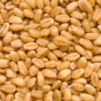 Зерно пшеница яровая оптом от производителя (Ласка)